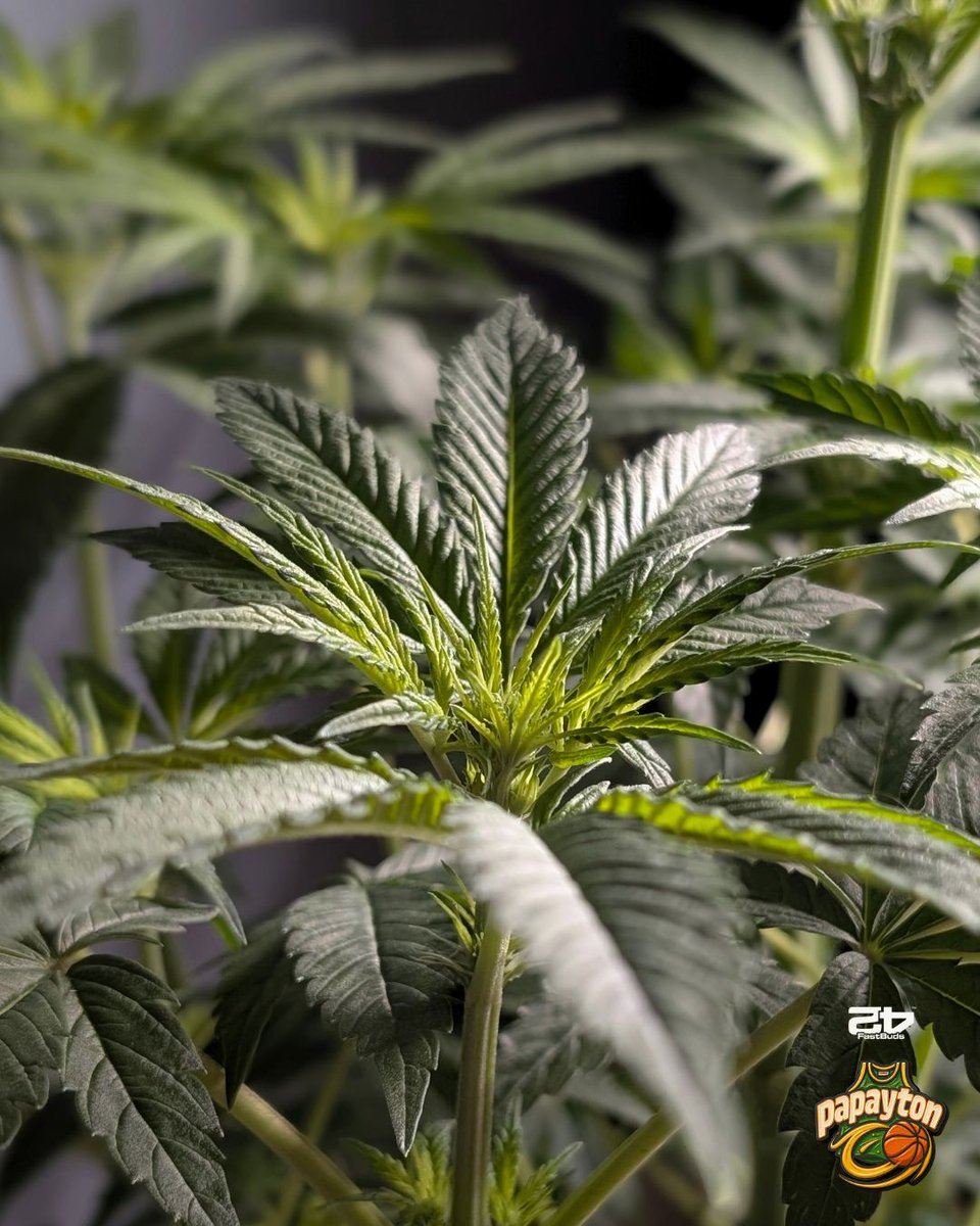 Papayton

🌱 Genetics by <a href="/Fast_Buds/">Fast Buds</a> —use code FATTYB for a 15% discount!
💧 Nutrients by <a href="/successnutrient/">Success Nutrients</a>
🪴 Medium by <a href="/promix_cannabis/">PRO-MIX® Growers Global</a>
👩‍🌾 Grown by <a href="/fatnastyz_Budz/">Fatnastyz Budz</a>
✂️ Defoliated by Guy
<a href="/perfect_gardens/">Green Joint Ventures</a>

📖 Watch the full grow on GrowDiaries:
👉 growdiaries.com/diaries/277471…