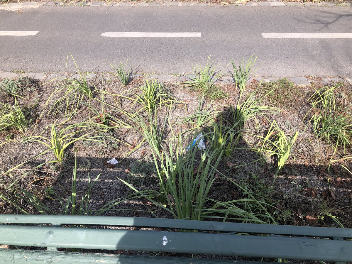 magubkn's tweet photo. @Muni_provi @jaimebellolio a esto le llaman "JARDIN" sustentable? cómo puede ser que tengan así de destrozadas las plantas, es criminal lo que está haciendo sacando el pasto y dejando todo de piedras, las vecinas exigimos una respuesta https://t.co/gudaC36SEY