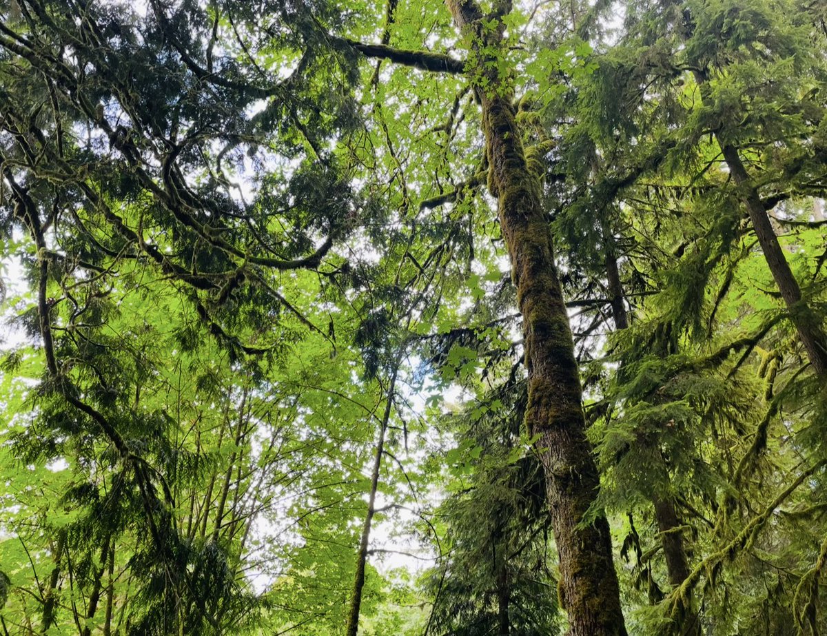 Metro Vancouver GHG emissions decreasing due to, “more walking and cycling, remote working,… use of public transit, and a steady shift toward [EV]…”

vancouversun.com/news/metro-van…

#sustainability #GreenWeek #SusTAINcentre #climatechange #biodiversity

📸: R&amp;F, Tynehead Regional Park