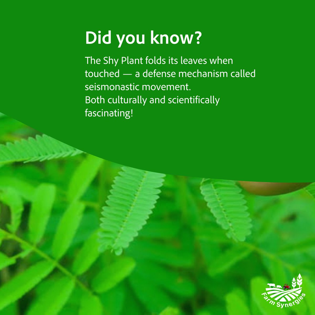 FarmSynergies's tweet photo. 🌱 Mimosa pudica �� the shy plant with bold nutrients!
Packed with alkaloids, saponins, flavonoids &amp; minerals like potassium, calcium &amp; iron.
Touch to close, study to discover!
🔗 https://t.co/65XgzO2gCn
#ShyPlant #MimosaPudica #PlantPower #FarmSynergies https://t.co/V3wqry2vtt