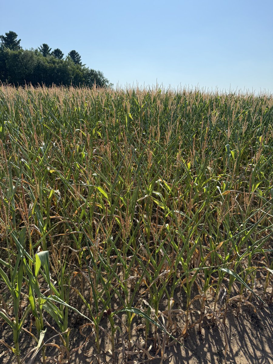 Martin Baril tweet media