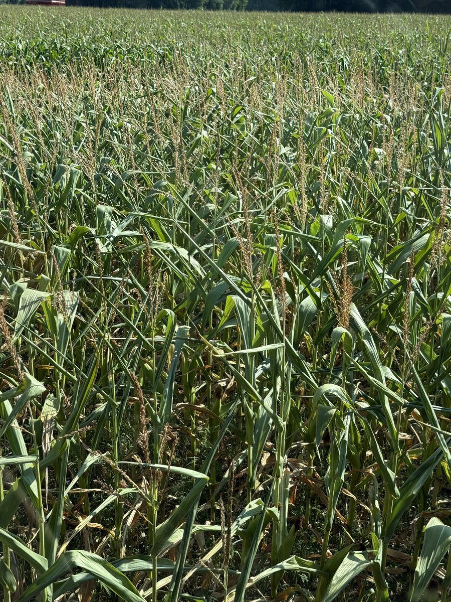 Martin Baril tweet media