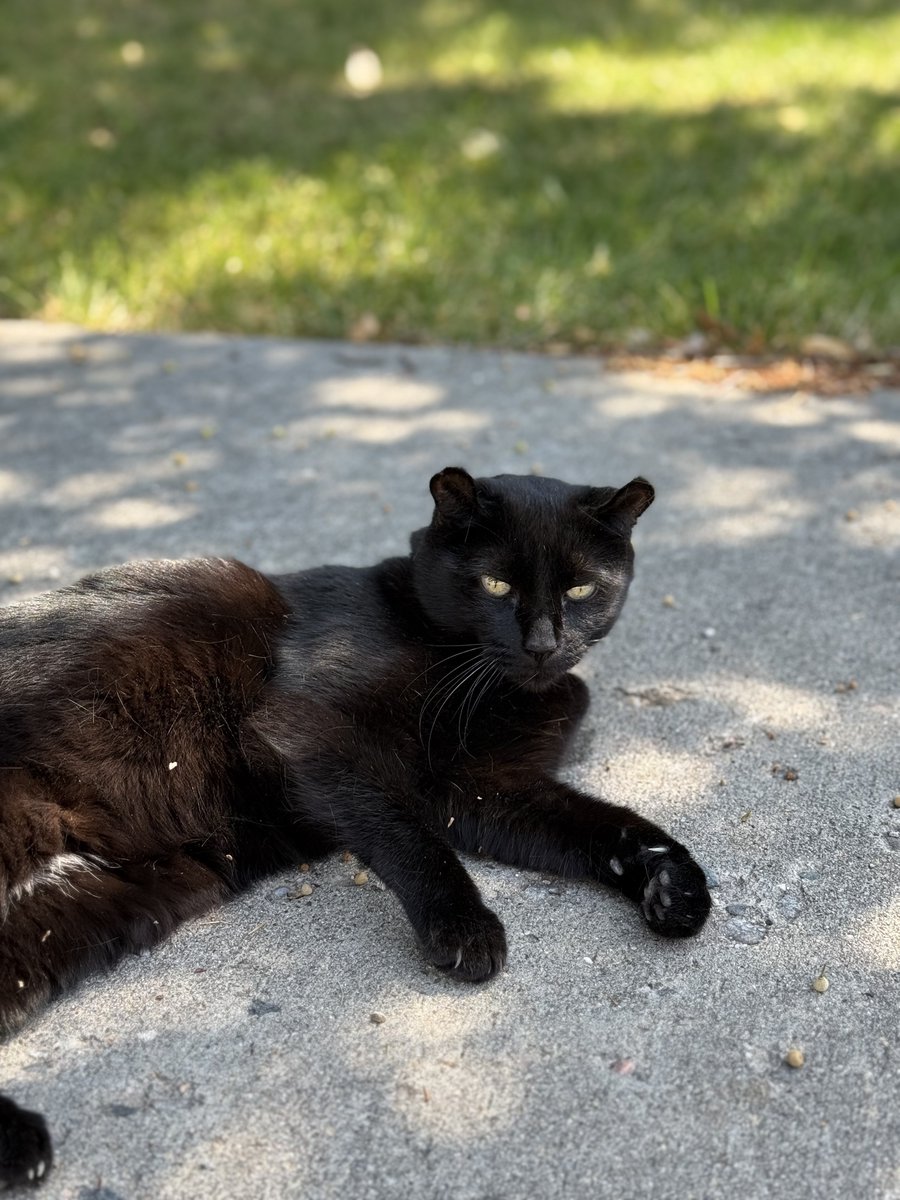 Met the neighborhood outdoor cat. She is very sweet.