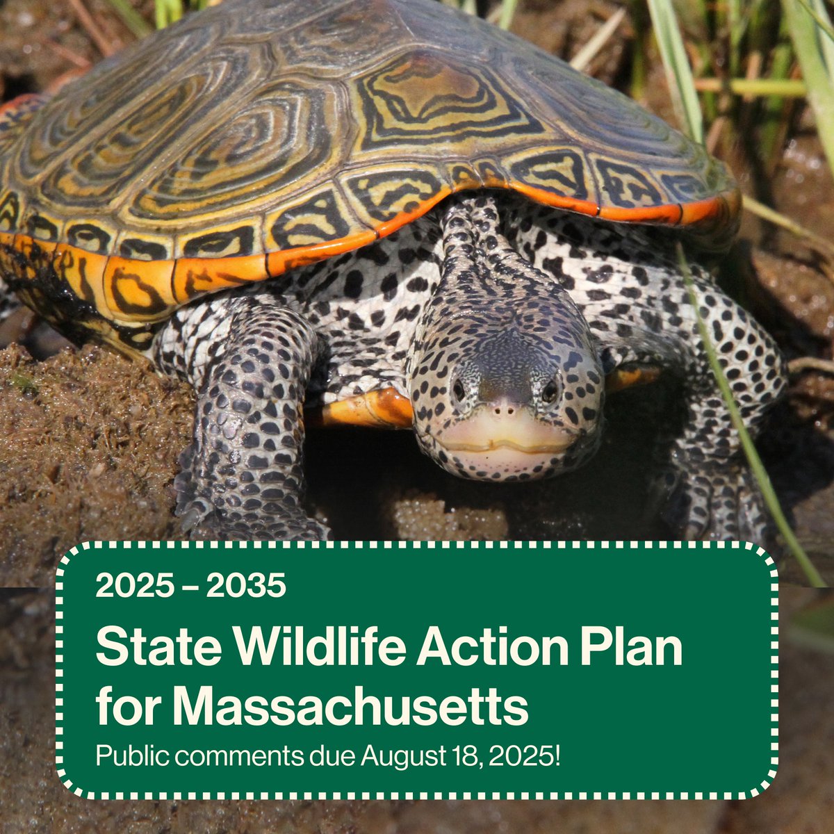 It's not too late to submit public comments for the 2025 State Wildlife Action Plan for Massachusetts!

Make a difference for wildlife—share your thoughts today!

Learn more &gt; mass.gov/news/2025-stat…