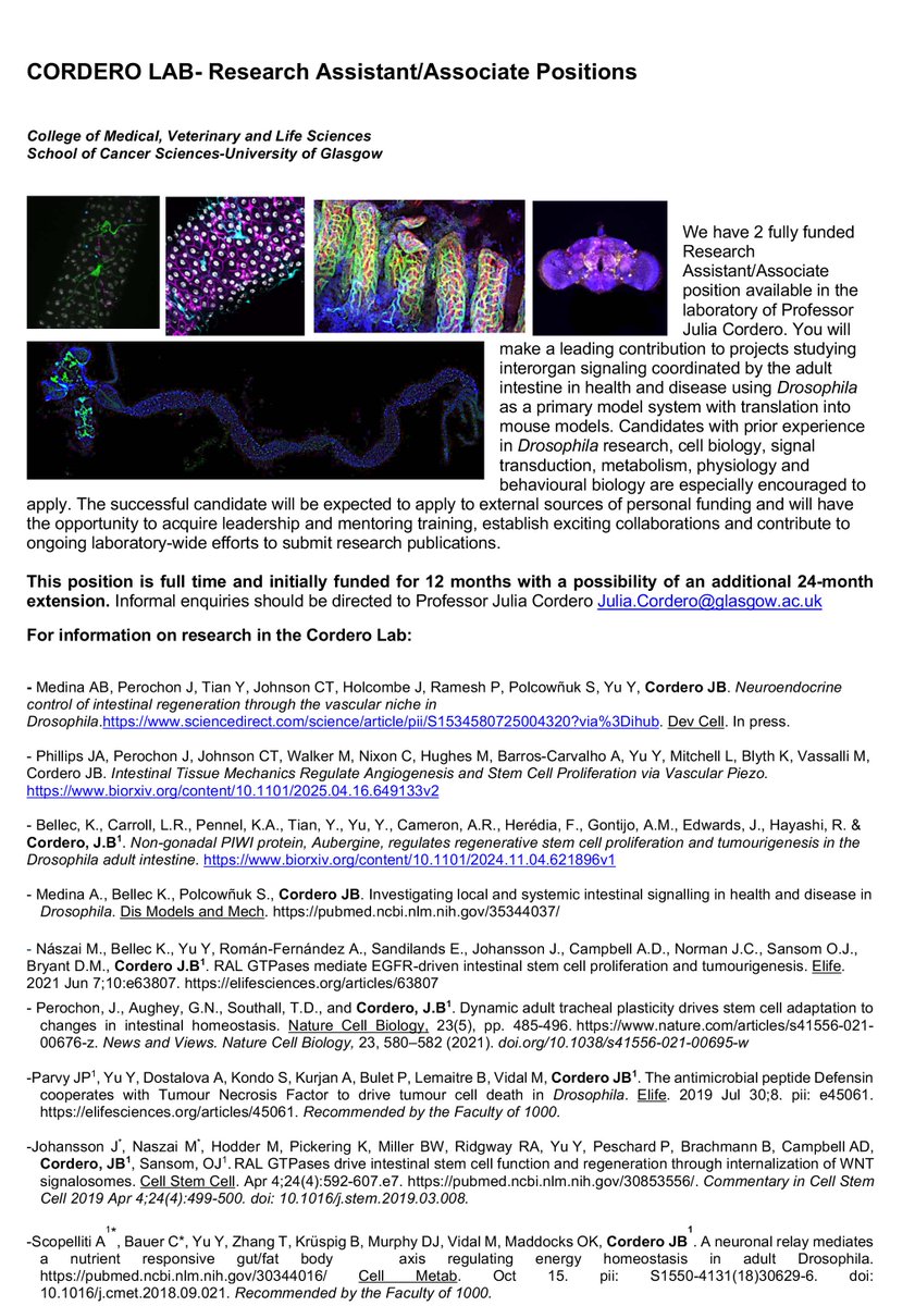 CorderoLab's tweet image. 2 post-doc positions opened in the lab to do research on inter-organ signalling in intestinal regeneration and cancer using flies and mice.