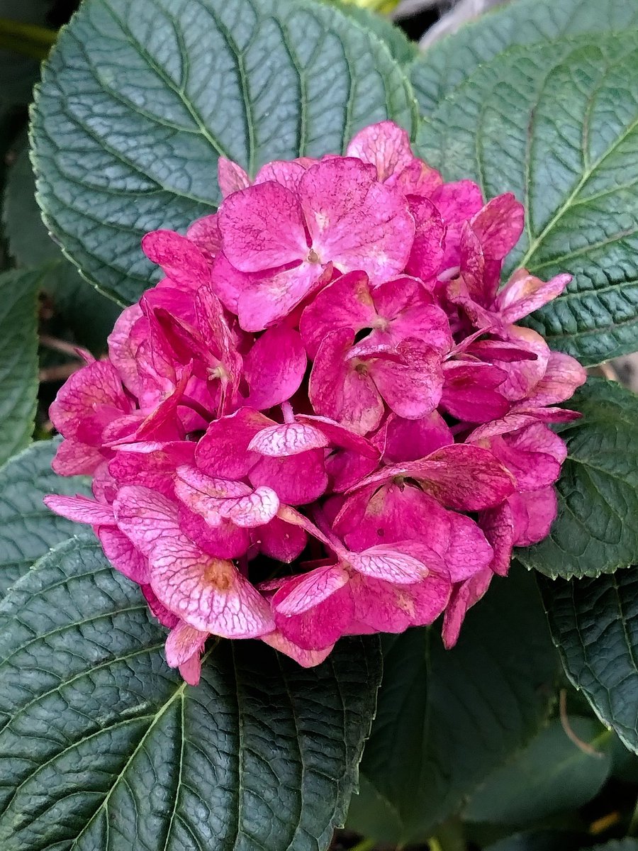 おはようございます
#TLを花でいっぱいにしよう