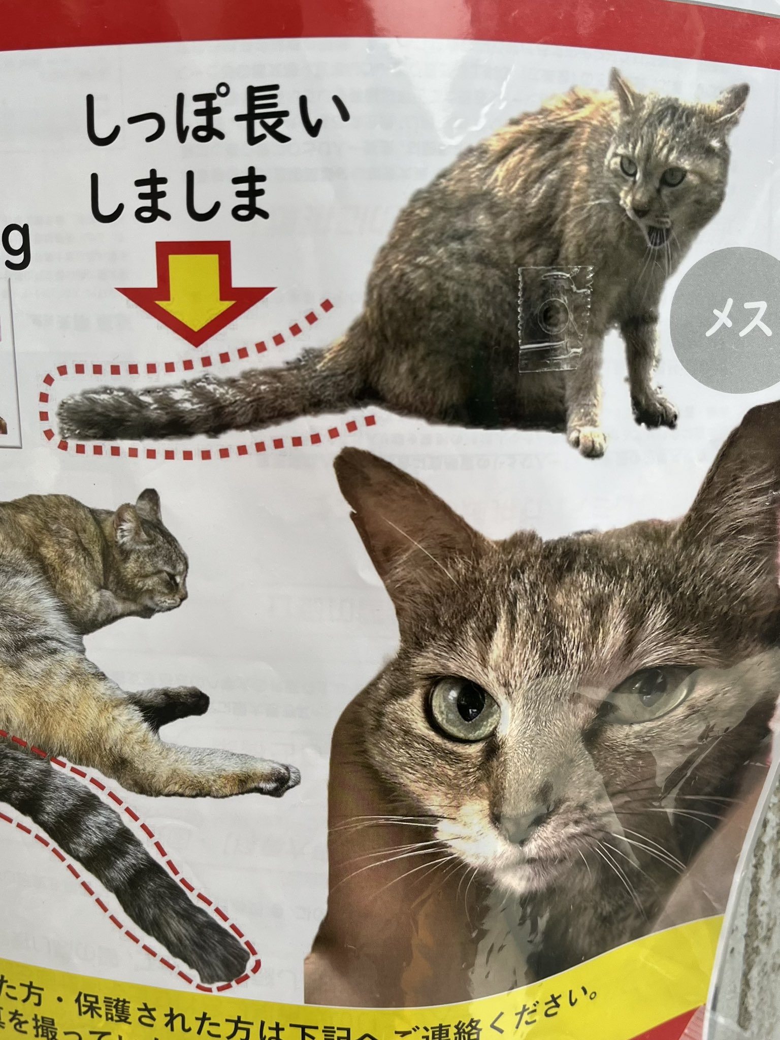 ねこた ロビンソンズ きたざわひとし on X: 