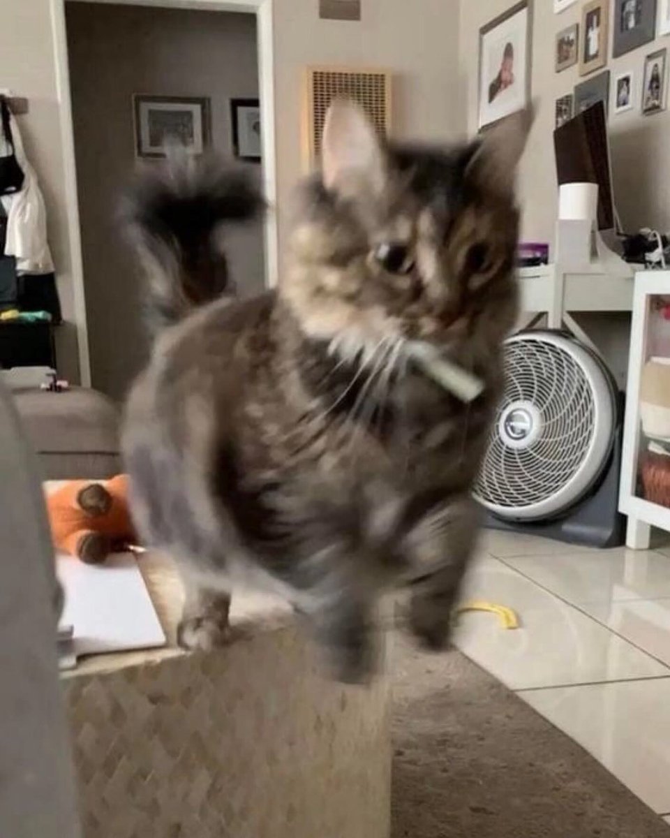 PunchingCat's tweet photo. https://t.co/or7Ih3zEKS