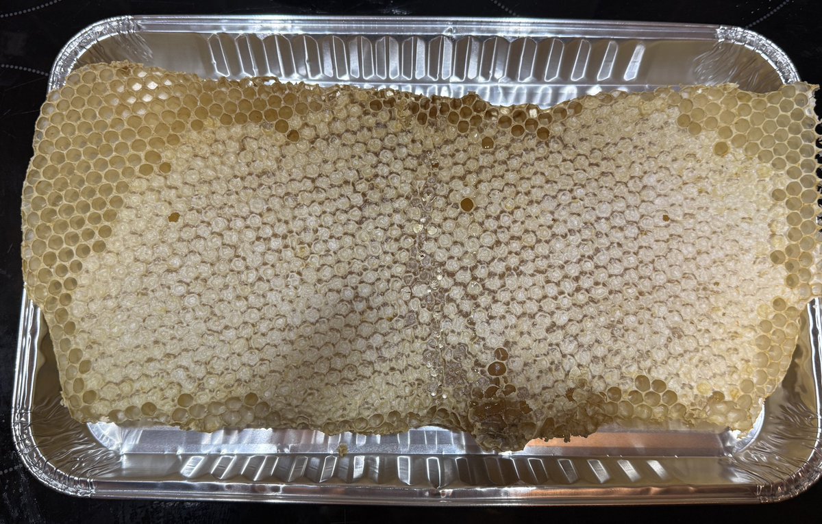 TylaGlasBees's tweet image. One frame missing from the super…
Bees built their own comb.
No blueprint. Just instinct.
Nature’s engineers at work. 🐝

#TylaGlasBees #Honeycomb #BeekeepingLife #WelshHoney #NatureKnows #CraftNotMass #FromHiveToJar