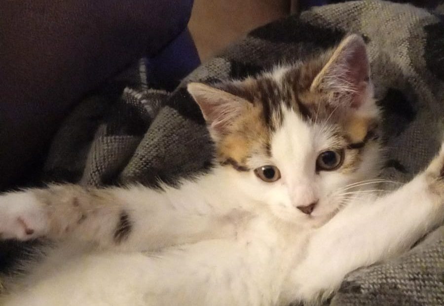 This summer has been heartbreaking. We’re flooded with sick kittens and cats needing urgent care. 

Please consider helping us give them a fighting chance. 
Every bit counts! 💔 gofund.me/26f0acdd
