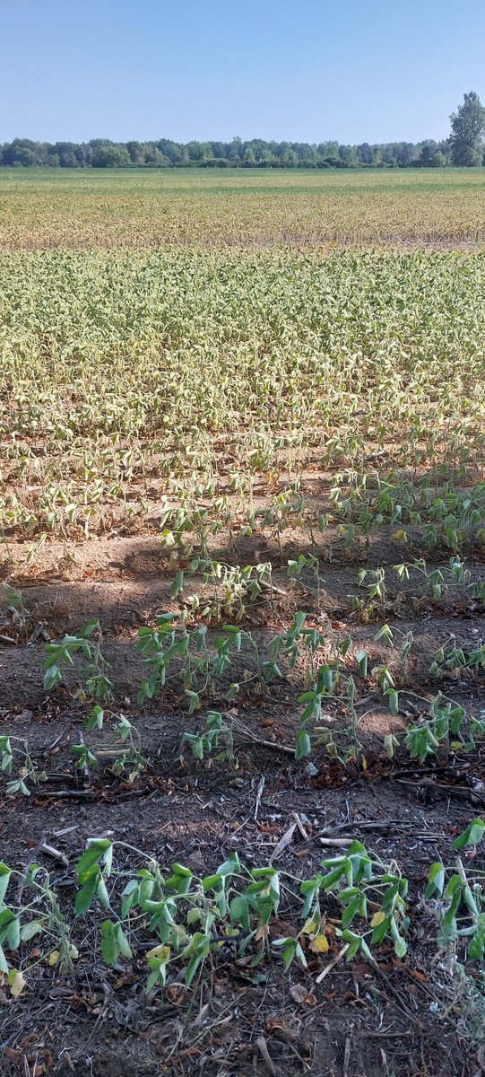 It's not looking good for soybean yields in Norfolk county this year. Drought and spider mites are taking their toll. #glgtour2025