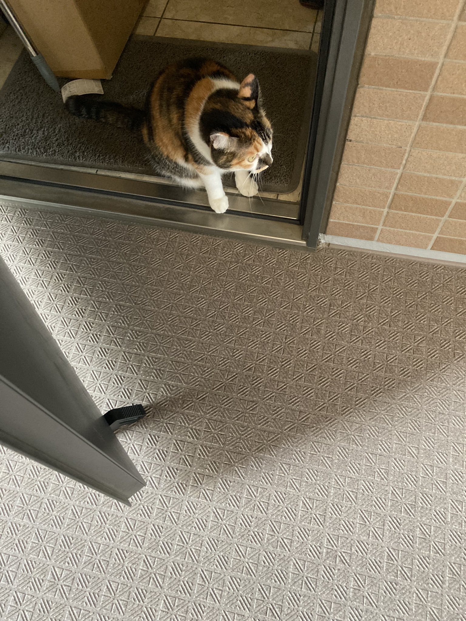 雲の上の猫 Chikako on X: 