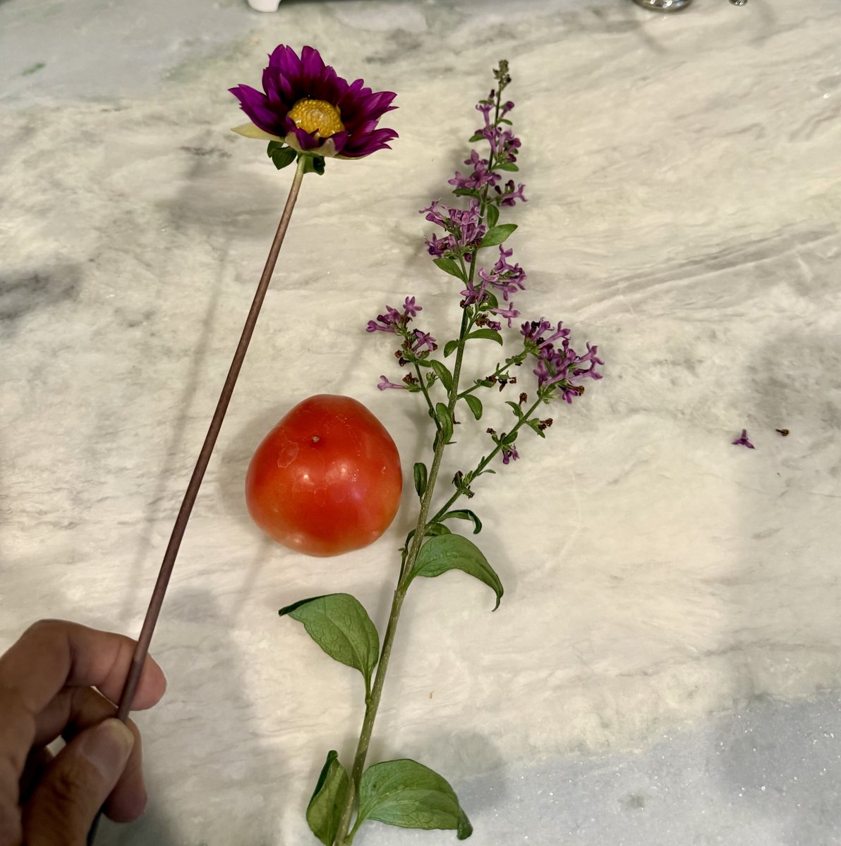 HarmeetKDhillon's tweet photo. Today’s garden haul. That Roma tomato is worth at least $1k in billable hours. https://t.co/7rYGAhOubd