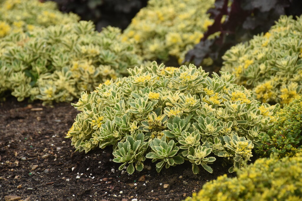 GardenDesignMag's tweet photo. Mystery Plant Monday
Can you guess this sun-loving #groundcover that shrugs off heat and hungry deer?
-Zones: 3–9
-Exposure: Full sun
-Drought-tolerant once established
Do you know what plant this is??
See if you're right https://t.co/7P33arZRAP
Photo by Proven Winners https://t.co/SxNp8iGNZt
