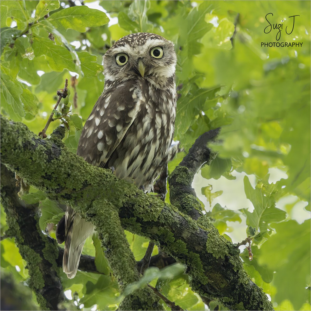 Sue Shaw (@suzishaw) on Twitter photo Little #Owl - first sighting for me & so cute ❤️
#BirdTwitter #TwitterNatureCommunity #BirdsSeenIn2025 #wildlifephotography <a href="/_BTO/">BTO</a> <a href="/Natures_Voice/">RSPB</a> <a href="/britwildlife/">British Wildlife Mag</a> <a href="/ThePhotoHour/">#ThePhotoHour</a> <a href="/NatureUK/">NatureUK</a> <a href="/AP_Magazine/">Amateur Photographer</a> <a href="/Team4Nature/">Team4Nature</a> #bbcwildlifepotd #naturelovers #Mondayvibes #ukwildlife #jessopsmoment Little #Owl - first sighting for me & so cute ❤️
#BirdTwitter #TwitterNatureCommunity #BirdsSeenIn2025 #wildlifephotography <a href="/_BTO/">BTO</a> <a href="/Natures_Voice/">RSPB</a> <a href="/britwildlife/">British Wildlife Mag</a> <a href="/ThePhotoHour/">#ThePhotoHour</a> <a href="/NatureUK/">NatureUK</a> <a href="/AP_Magazine/">Amateur Photographer</a> <a href="/Team4Nature/">Team4Nature</a> #bbcwildlifepotd #naturelovers #Mondayvibes #ukwildlife #jessopsmoment