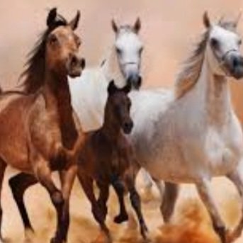 wareega's tweet photo. قال الشاعر :
يا شاعراً ما مشت في ثغرهِ لغةٌ//
إلا وفي قلبهِ من أصلها نسبُ_خيول شعرك تجري في أعنّتها// منالها في مراقي عزّها نصبُ ... 🤍💐
#شعر_فصيح
#خواطر https://t.co/cYByaumERX
