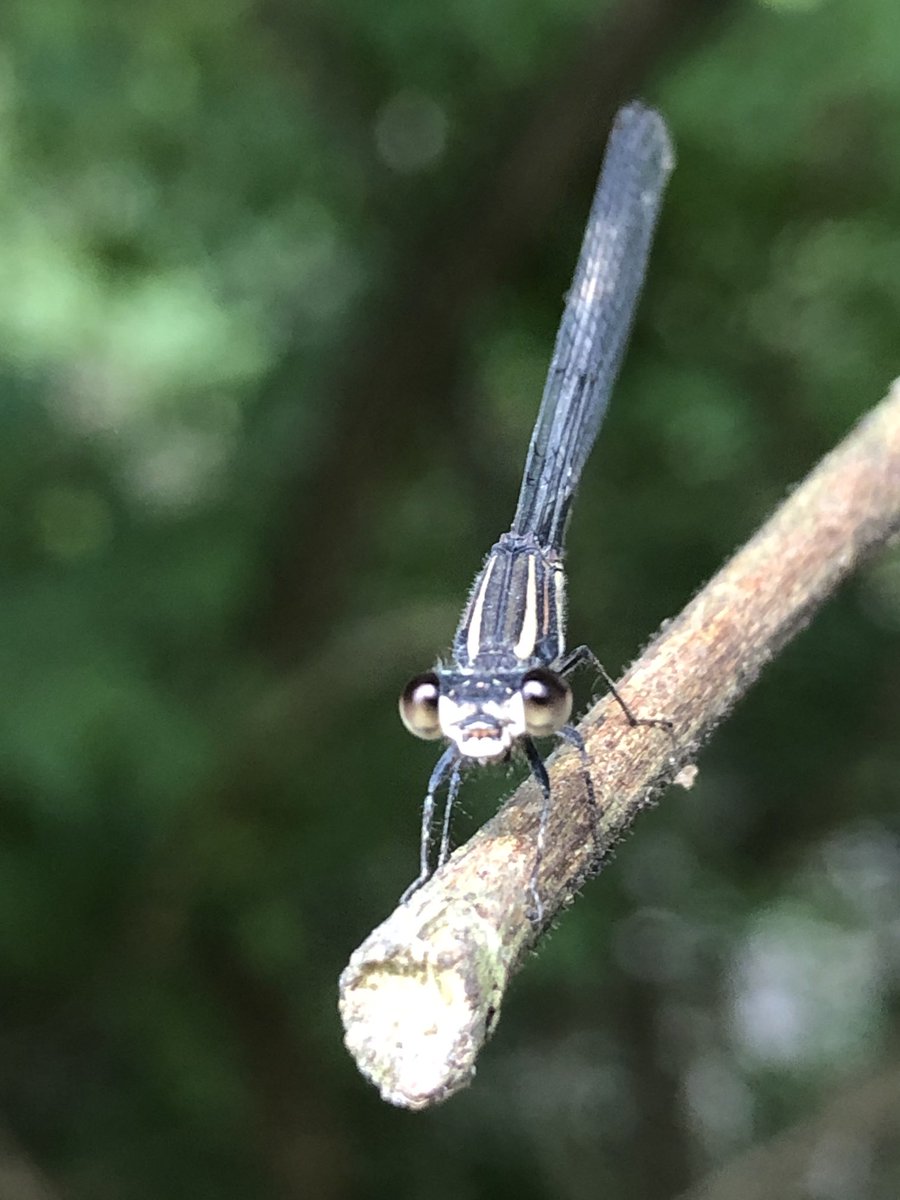 #Pharafaneelya Tales: we were like “Bonnie and Clyde” as we both were lost in the wilderness beauty and #love as we traveled with the wise wind, just to locked our eyes like a #horror flick as she posed on a twig with those fine ass lips and body that was true in a luring blue.