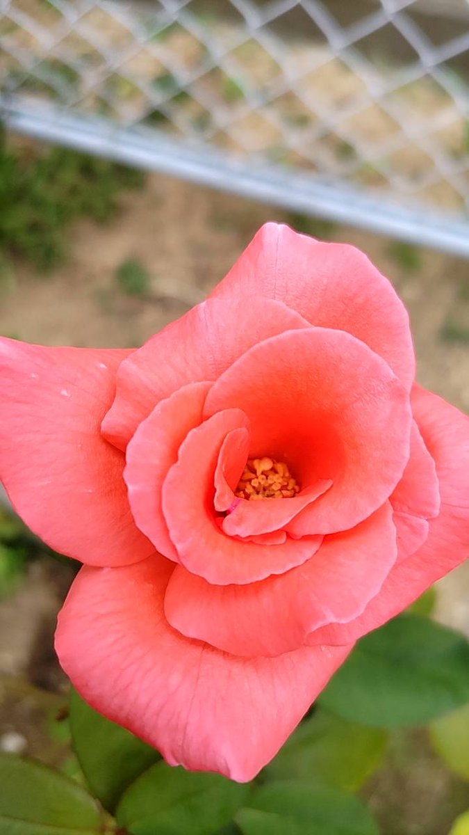 おはよ～🌺🍀

8月12日(火)大阪☁☔
気温33/28、降水確率50%
熱中症情報は　厳重警戒🥵
こまめな塩分・水分補給を忘れずに🥤

低気圧と前線の影響が続いてます。
断続的な☔や🌩にご注意を

今日も無理せず　ゆるふぁいで✌

🌈ご安全に素敵なよい一日を🌻

#イマソラ