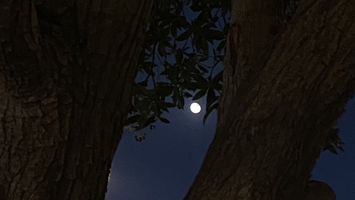 - " أنا جنــاحي عِــز .. يا وجه الأيـام 
كيـف ألتفت للي يجـيني بُوجهين"🖤