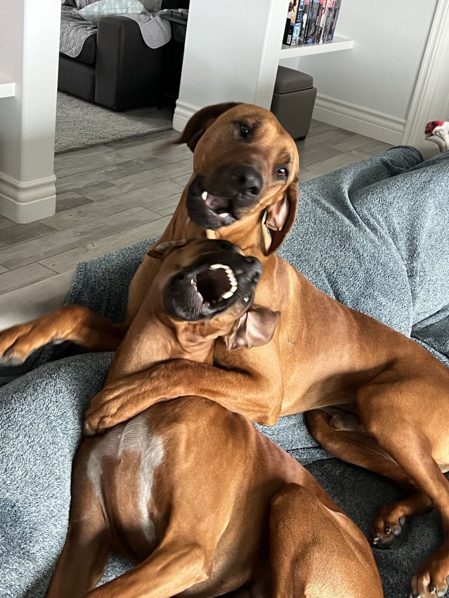 GreggHurwitz's tweet photo. Our house is like Jurassic Park. People who don’t understand the breed think they are constantly trying to kill one another. https://t.co/qTh6GwwDdF