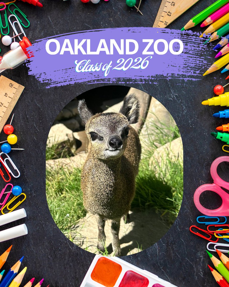 oakzoo's tweet image. Happy First Day of School, Oakland! ✏️ 

📚 Cambria, Xolani, and Mei wanted to wish you all a great year with their own school portraits. 

#OaklandFirstAlways #ShowUp @OUSDNews 

📸 : Darrell Lavin &amp;amp; Keeper Aeriell