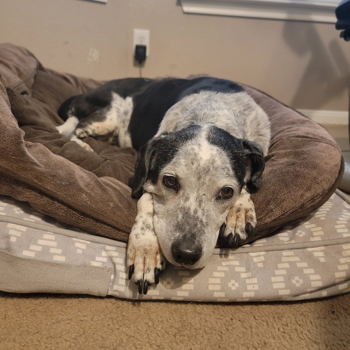 It is with a heavy heart that I have to say goodbye to my family dog Abigale this afternoon. She was with me for the entirety of my after high school life. My parents' house will never be the same without her. Rest in peace, sweet girl.