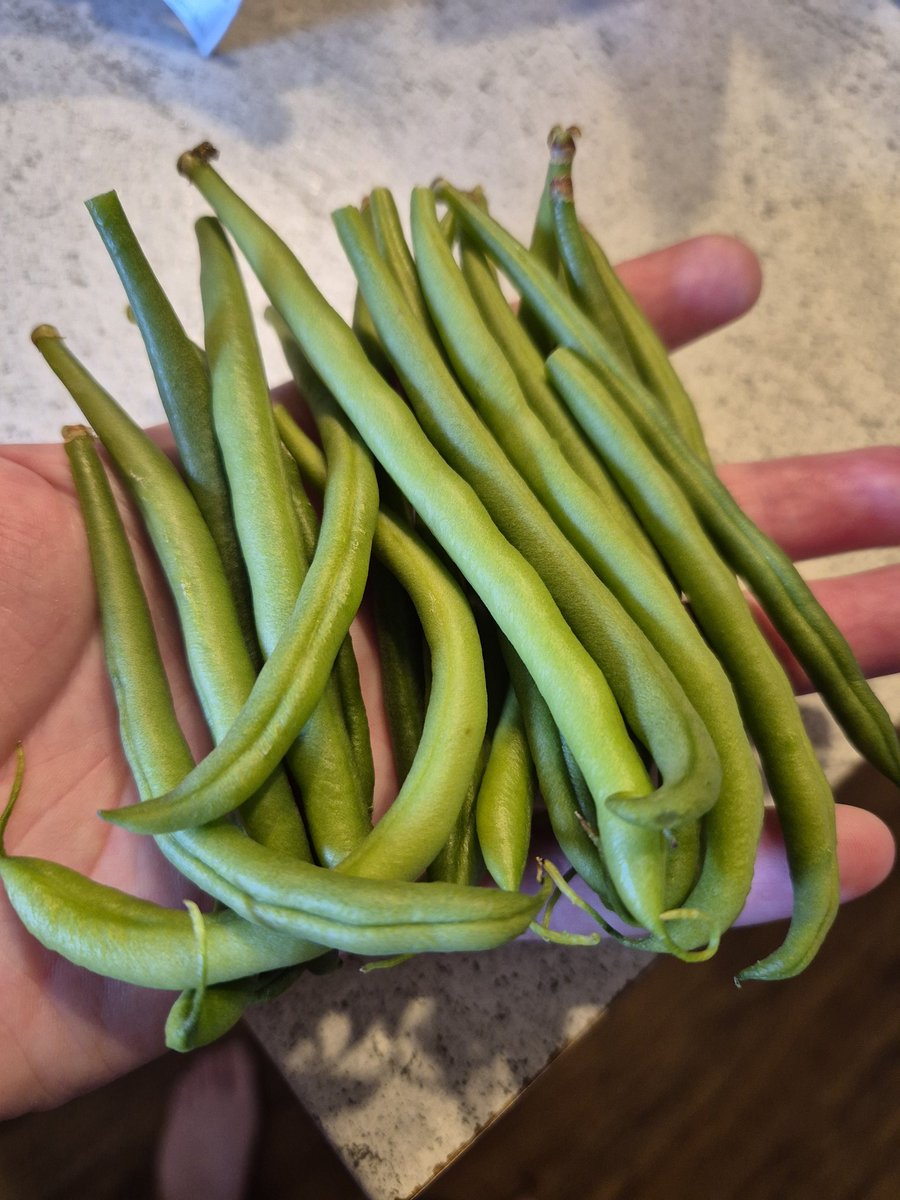 NebulaRose84's tweet photo. I did a thing! 😍🥳 My first green bean harvest. They tasted amazing too! https://t.co/Auzbabcg3o