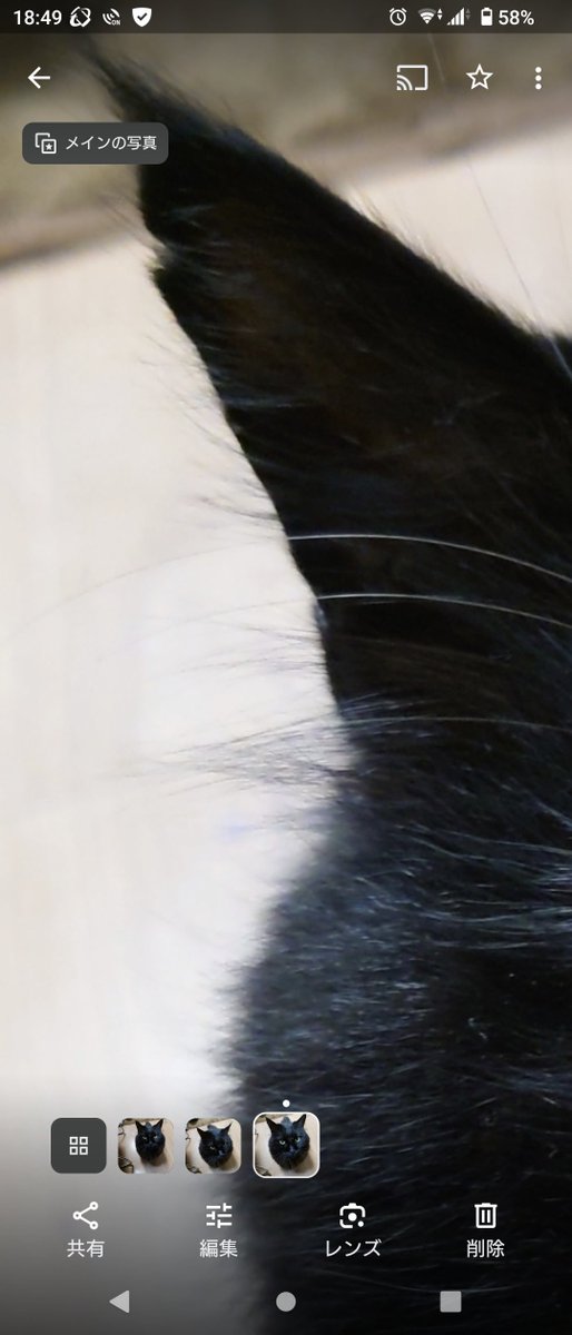 黒猫のくまを探しています🐈‍⬛ tweet media