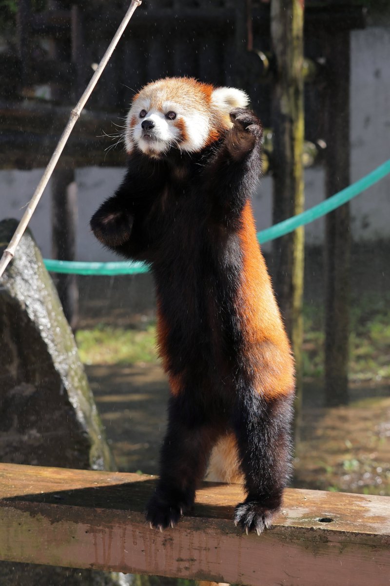 これはウイニングショットを決めるレイファさん⚾️
#大森山動物園 #レッサーパンダ #令花 #レイファ