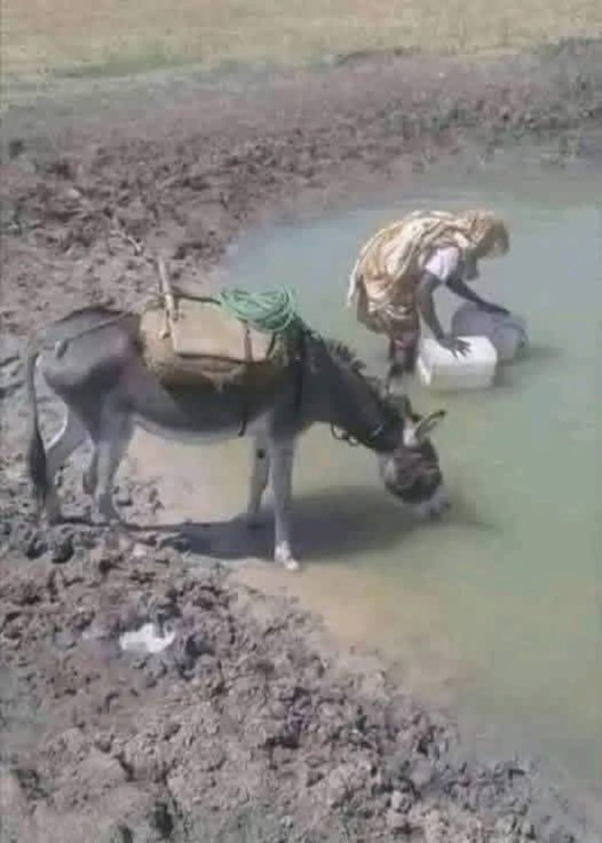 AcylManany's tweet photo. Après 65 ans d’indépendance, le Tchad est précipité dans un enfer insoutenable. Ses richesses pétrolières, minières et naturelles sont sauvagement pillées, avalées par une horde insatiable d’amis, de frères, de cousins et leurs acolytes corrompus. Pendant ce temps, une femme, flanquée d’un âne à bout de forces, lutte dans la fange pour capter une maigre goutte d’eau contaminée. Depuis 1990, sous la poigne du MPS, transmis comme un héritage maudit de père en fils, ce pays s’est mué en un banquet sordide pour une élite de charognards, livrant des millions d’êtres à la famine, à l’opprobre et à l’agonie. N’est-ce pas un outrage qui déchire l’âme même d’une nation entière ?