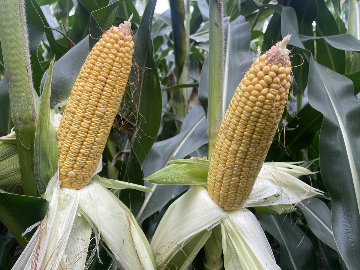 Channel Nebraska tweet media