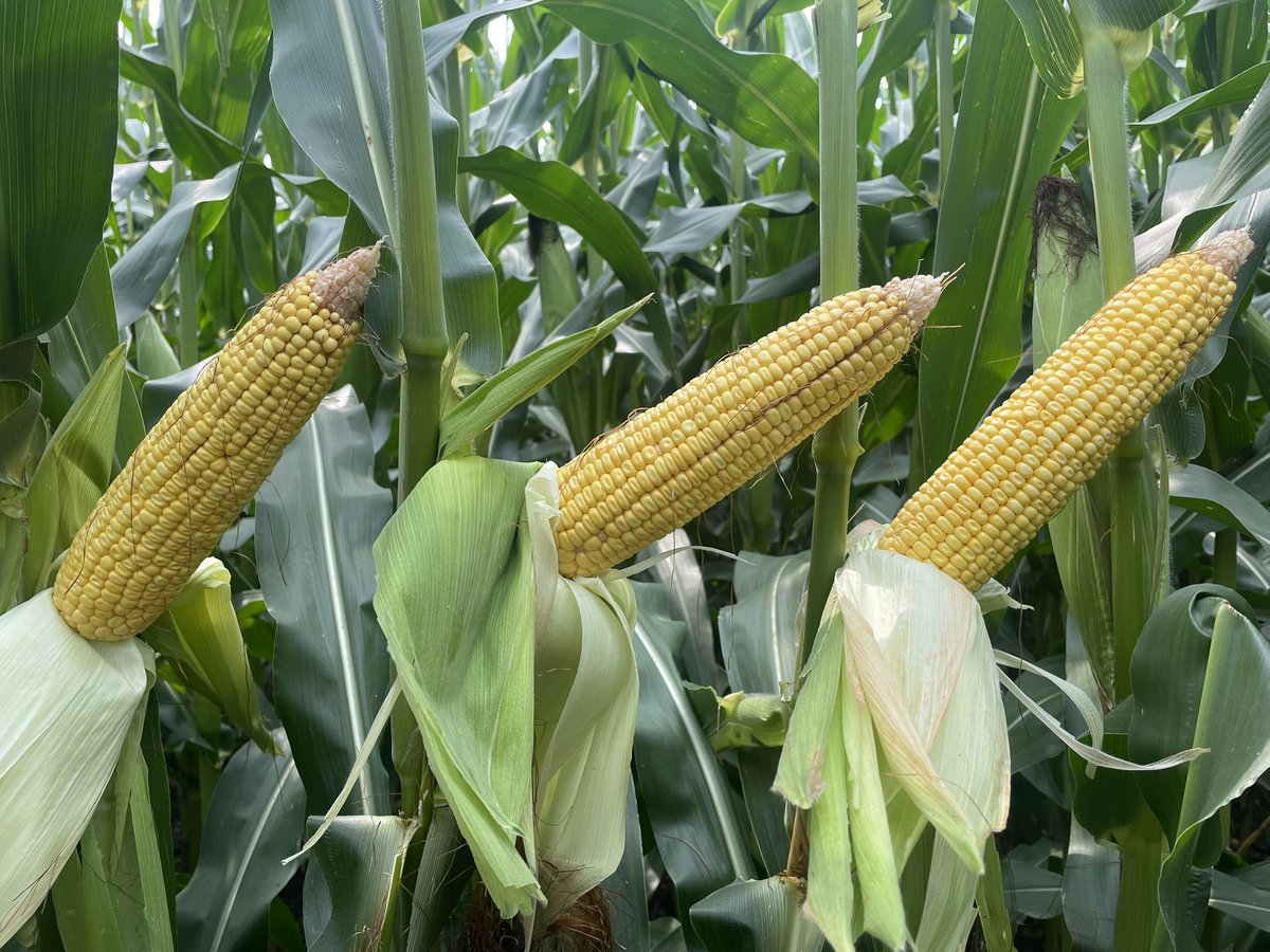 Preceon PR112-50SSPro(2 ear photo) versus 212-40VT4Pro(3 ear photo) is going to be a fun yield comparison by Wisner, NE