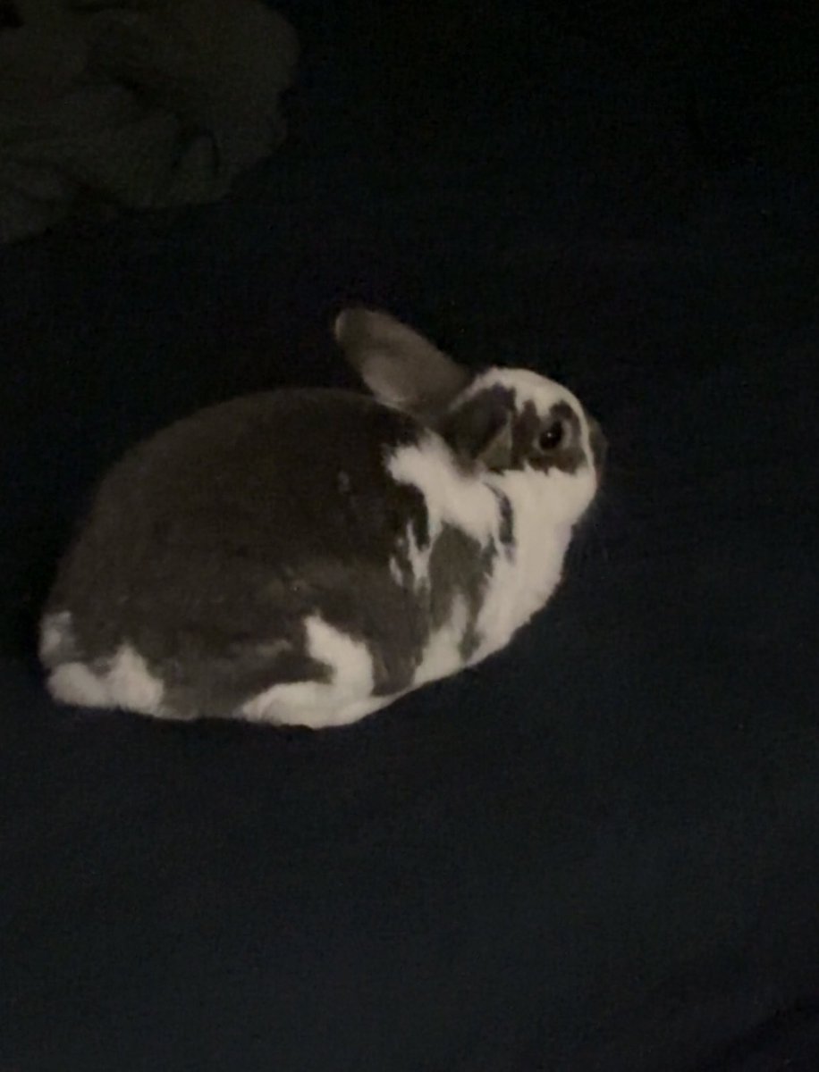 fenn1xe's tweet photo. every time i come home from work he's waiting for me on my bed😭😭 https://t.co/Og7b9XGh7X