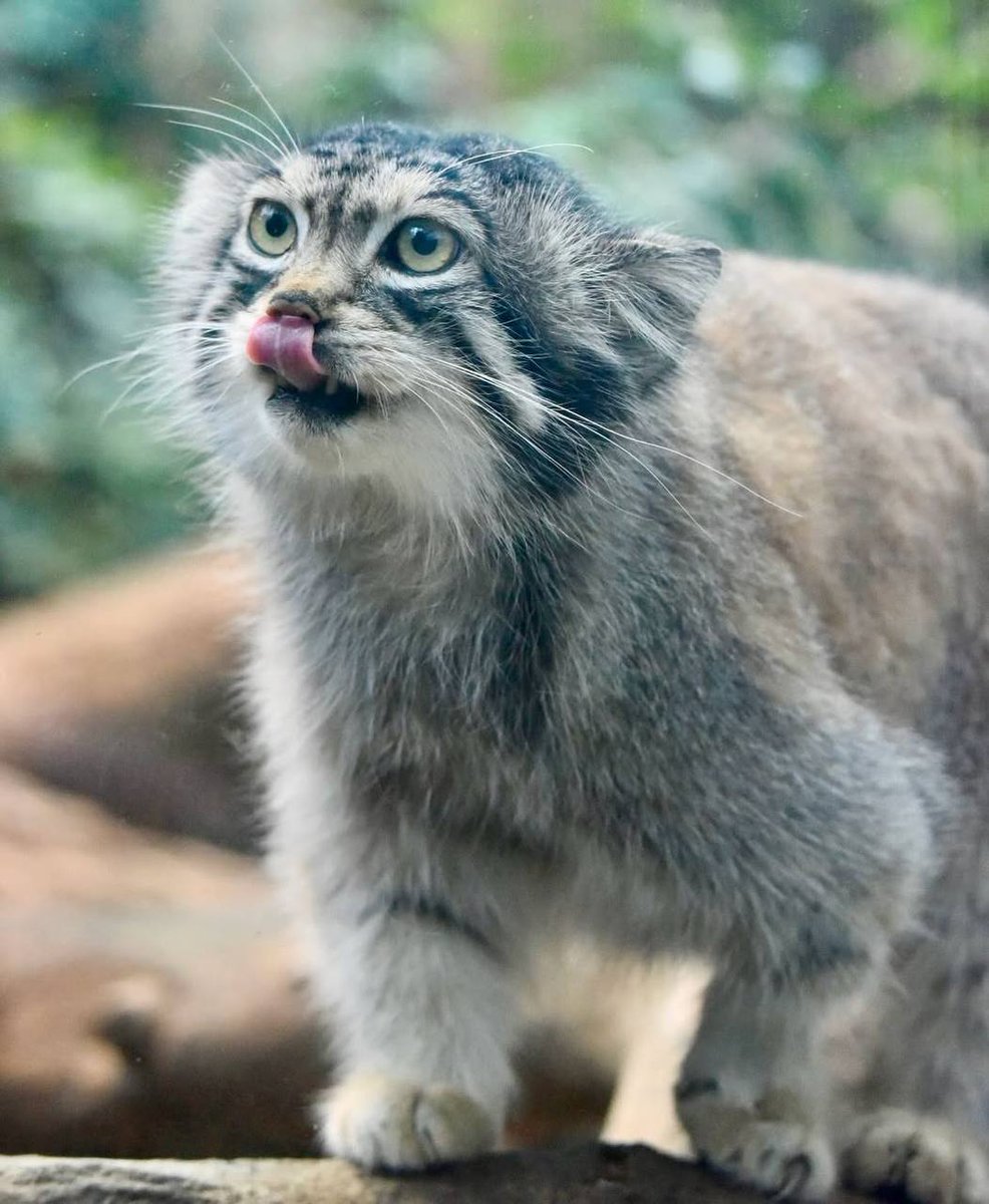 Daily Manul (@dailymanul) on Twitter photo 