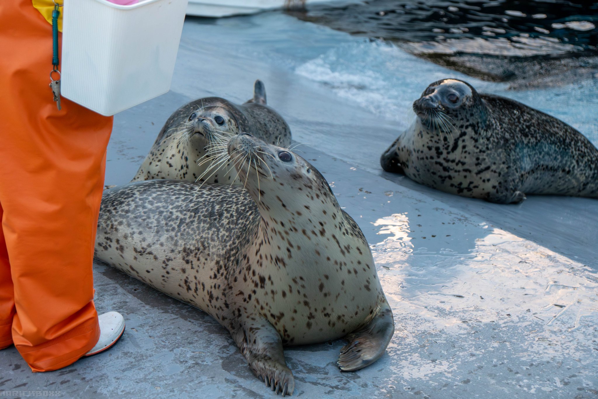 動物園シリーズ 確認用 アザラシ 動物園シリーズ 確認用 アザラシ