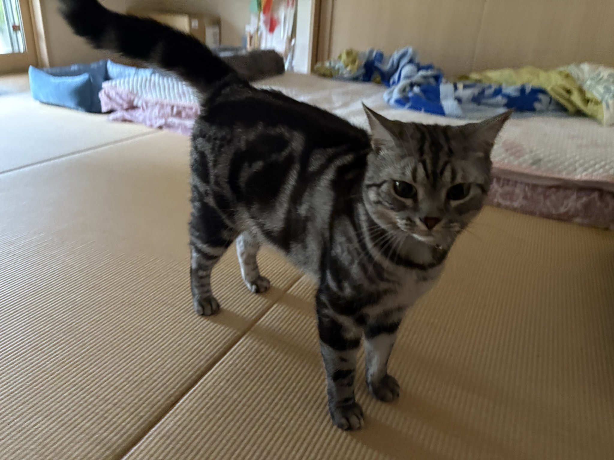 ねこ オンノヅキ🐱🐱 on X: 