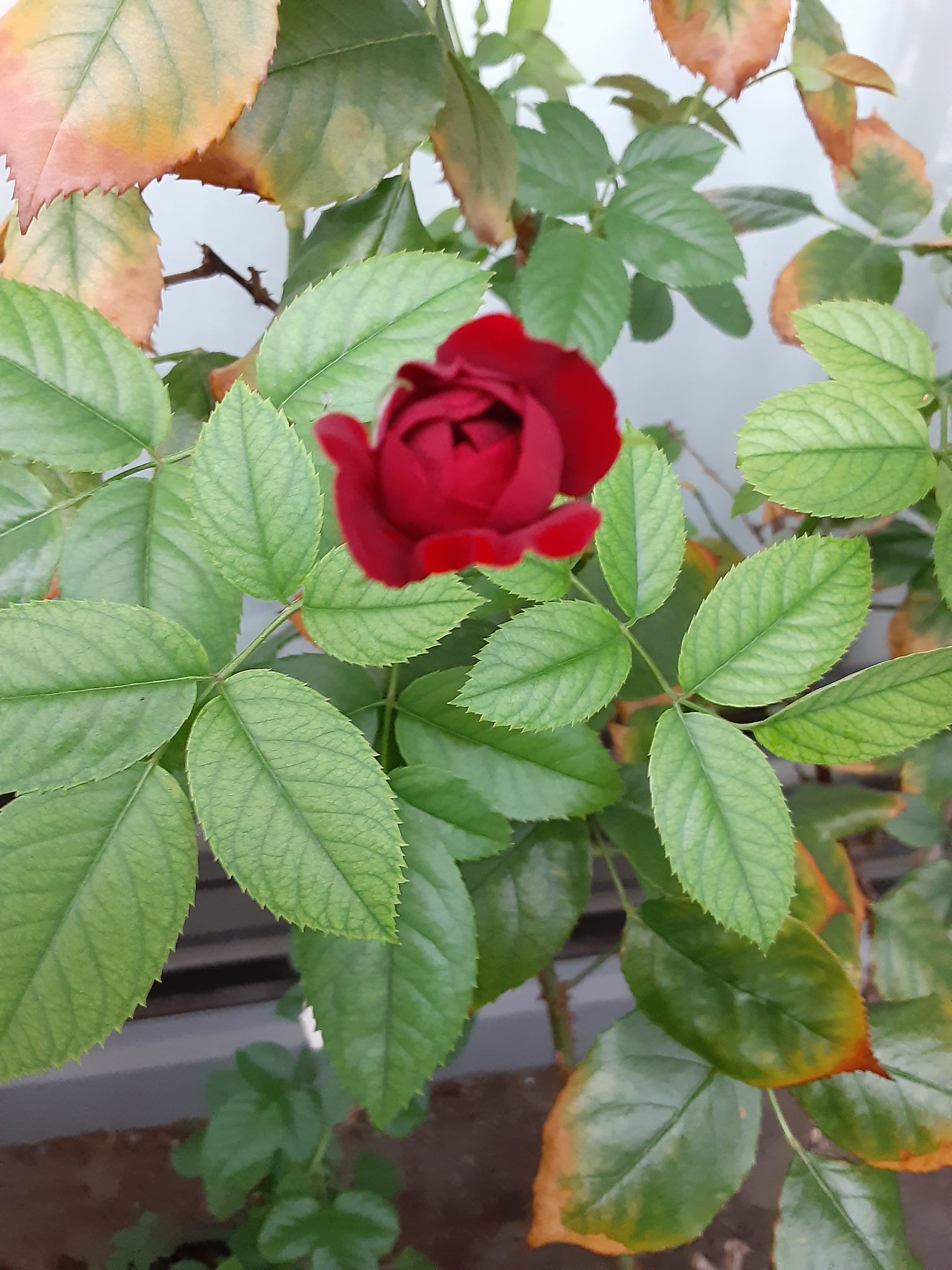 薔薇○コメント下さい Preserved Flower】豪華な紫系のサプライズフラワーボックス