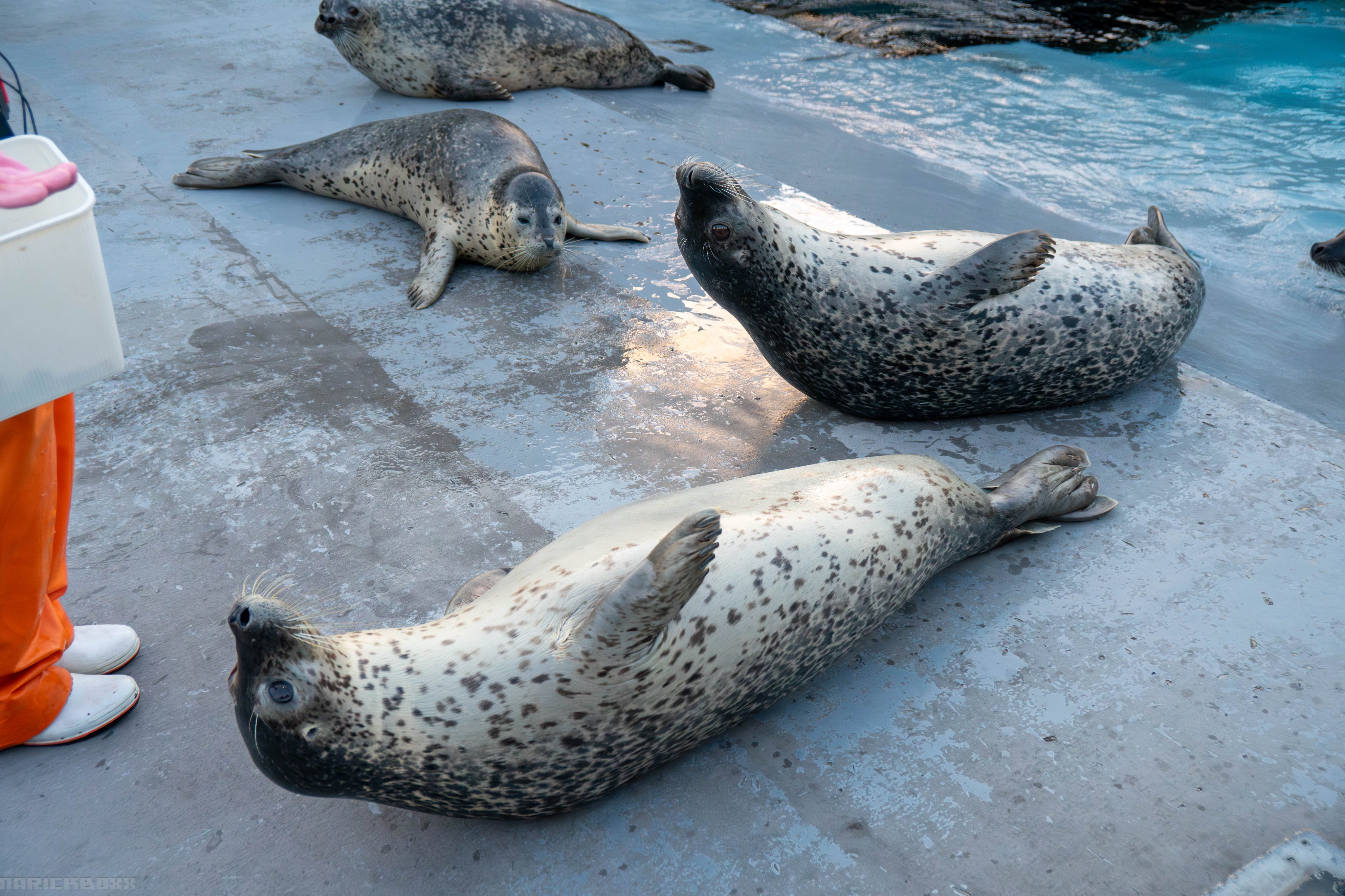 動物園シリーズ 確認用 アザラシ narick on X: 