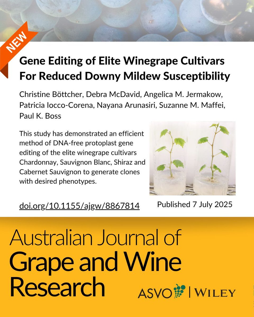 This study has demonstrated an efficient method of DNA-free protoplast gene editing of the elite winegrape cultivars Chardonnay, Sauvignon Blanc, Shiraz and Cabernet Sauvignon to generate clones with desired phenotypes.  Read it here: buff.ly/1jlqxWV 
<a href="/CSIRO/">CSIRO</a>