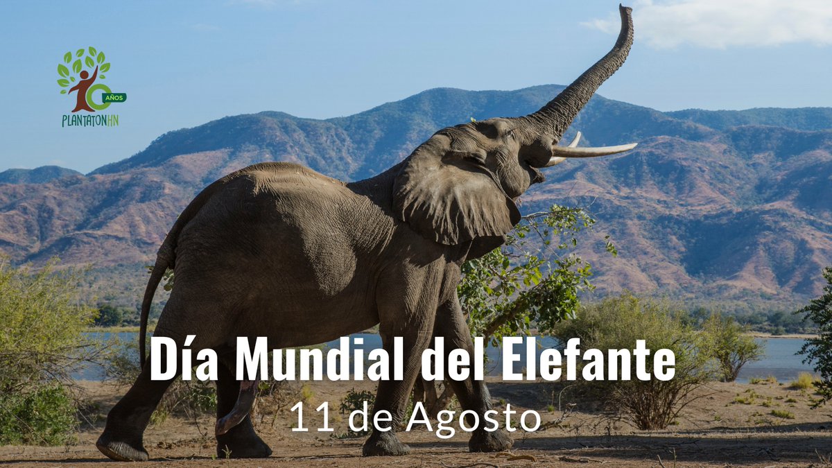 🌿🐘 12 de agosto Día Mundial del Elefante
Guardianes de bosques y sabanas, enfrentan caza furtiva, pérdida de hábitat y tráfico ilegal.
Su población cayó más del 60% en 50 años.
Aunque no son de nuestras tierras, su protección es tarea global. Su futuro está en nuestras manos.