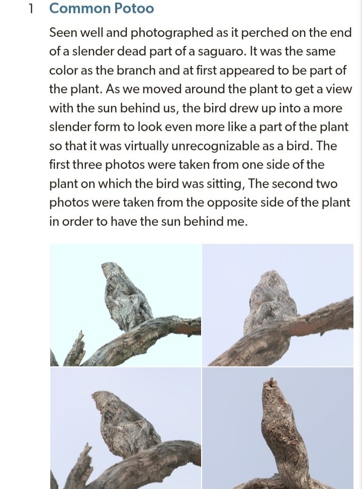 This birder really got stumped