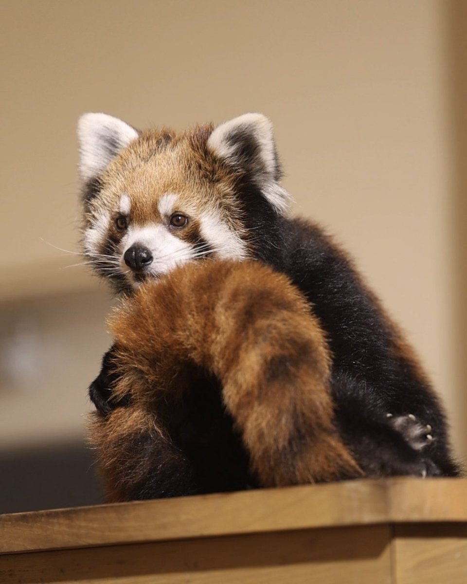 グルーミングココアちゃん！

#かみね動物園
#日立市かみね動物園
#レッサーパンダ