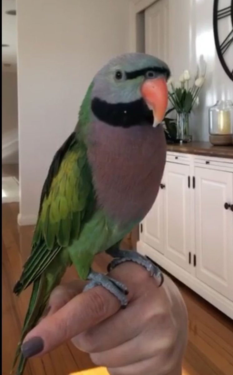 Hey everyone. A friend of mine has lost his pet parrot. It's a moustache parrot. It was last seen in the Meadows Heights area on the weekend. If you happen to spot it please let me know!
