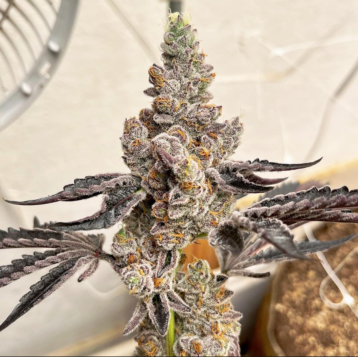 fullmoonfarms707 (@fullmoon7071) on Twitter photo Animal Mints ✂️✂️🔊⛽️🥐 Animal Mints ✂️✂️🔊⛽️🥐