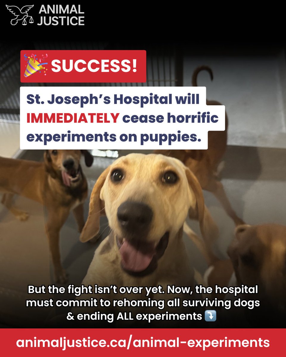 🚨 BREAKING: <a href="/stjosephslondon/">St. Joseph's Health Care London</a> is IMMEDIATELY ending experiments on dogs 🐶 This win comes days after whistleblowers exposed the hospital’s secret lab. Now we must make sure all survivors are rehomed &amp; replace cruel experiments with animal-free alternatives. #SaveStJosAnimals