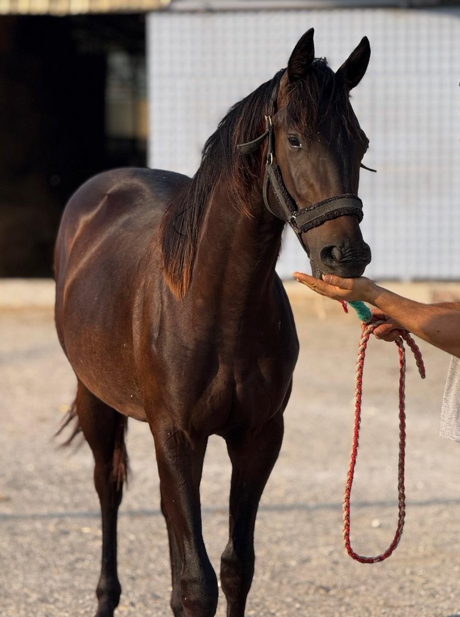 Elarqam &amp; My Prairie Horse / Kaneko 2024 erkek tayını transfer ettik.🧿 Başta Sn. Oğuz Yalçın, Sn. Serdar Üzüm ve tayın yetiştiği Ali Baba'nın Çiftliği 'ne teşekkür eder, herkes için hayırlı uğurlu olmasını dilerim.🙏🏻

#myprairiehorse #tay #foal #tjk