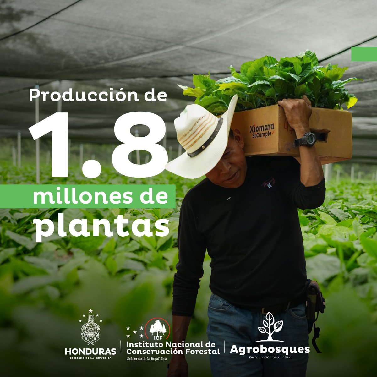 ICFHonduras's tweet photo. 😱🌱 ¿Conocés la revolución de Agrobosques en Yoro?

📲 Deslizá y descubrilo https://t.co/Sqv5XfdfF2