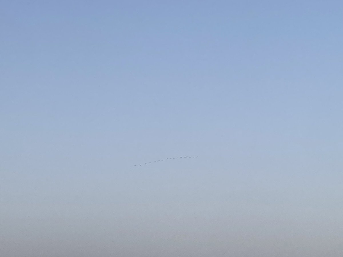 Achava que eram patos (até lhes pedi para me fazerem um recado), mas afinal são flamingos, peço imensa desculpa.