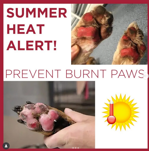 THINK 🇨🇦 (@eroded1) on Twitter photo <a href="/merry123459/">Vicki Campbell🇨🇦</a> some people lack common sense and don't realize they can actually burn their dogs paws, by walking them on hot surfaces like sidewalks & roads. They don't think of it cuz they're wearing some type of footwear. <a href="/merry123459/">Vicki Campbell🇨🇦</a> some people lack common sense and don't realize they can actually burn their dogs paws, by walking them on hot surfaces like sidewalks & roads. They don't think of it cuz they're wearing some type of footwear.