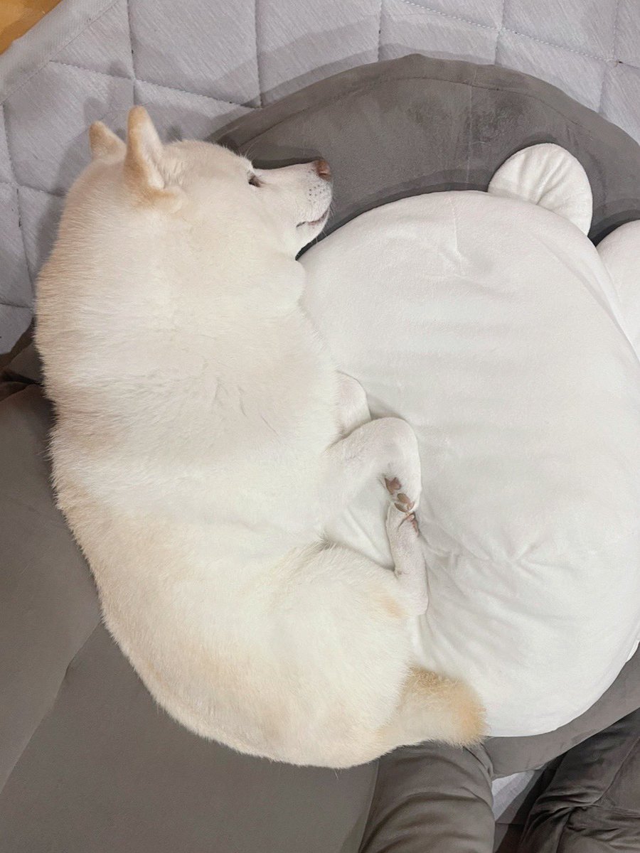 おはようございます🐻‍❄️

＃白柴
＃柴犬のいる暮らし